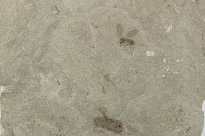 Eocene Fossil Cricket and Crane Fly - Green River Formation #377138